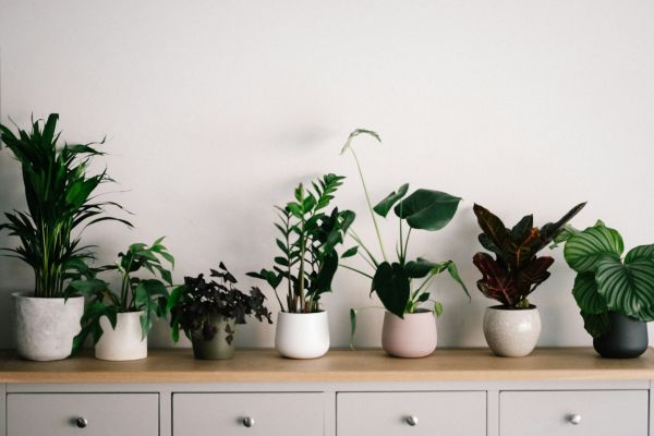 Essential indoor plants for air purification in low-light uk apartments