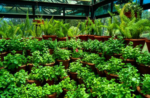 Mastering indoor hydroponics in the uk: your ultimate handbook for abundant herbal harvests