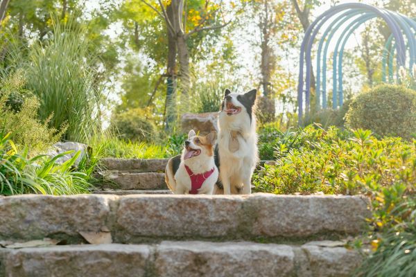 Transform Your Urban UK Garden into a Canine Paradise: Top Tips for Dog-Friendly Design
