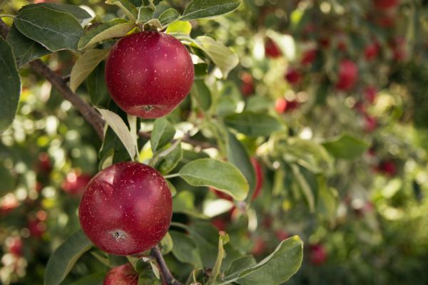 Unlocking Biodiversity: A Guide to Cultivating Heritage Apple Varieties from the UK